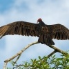 Kondor krocanovity - Cathartes aura - Turkey Vulture 8599